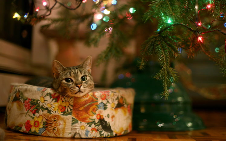cats, Animals, Christmas, Christmas, Trees HD Wallpaper Desktop Background