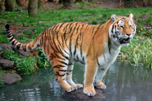 big, Cats, Tiger