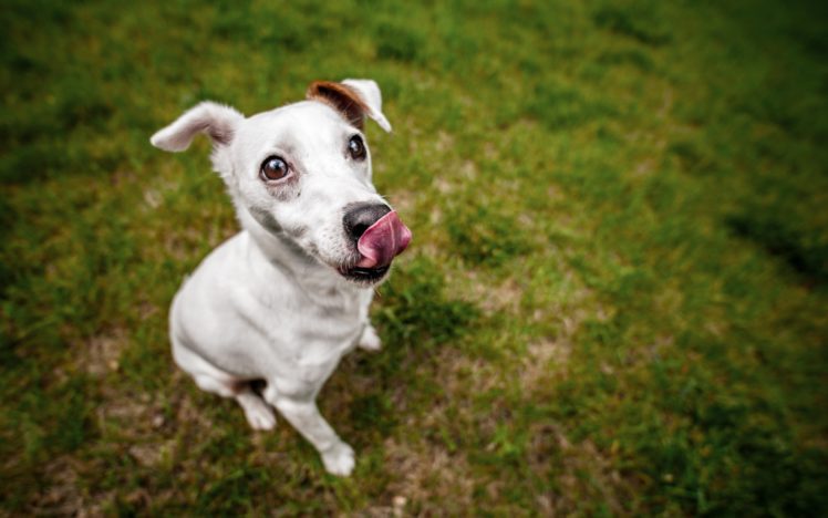 animals, Dogs, Outdoors, Pets HD Wallpaper Desktop Background