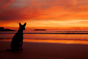sea, Beach, Sunset, Dog, Silhouette