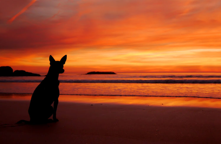 sea, Beach, Sunset, Dog, Silhouette HD Wallpaper Desktop Background
