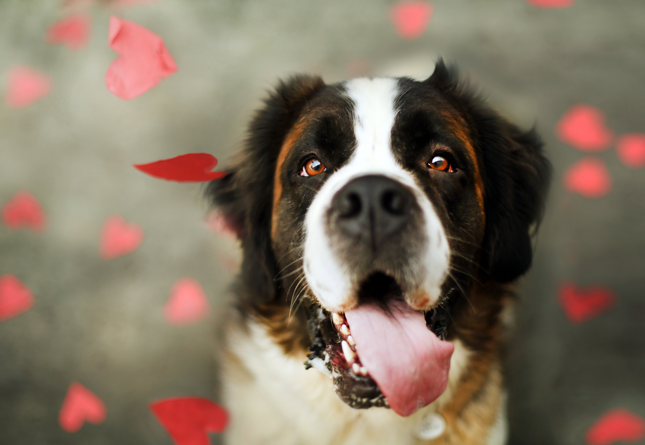 dog, Heart, Mood, Love, Bokeh Wallpaper