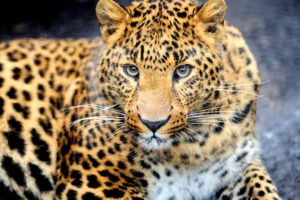 predator, Animal, Leopard