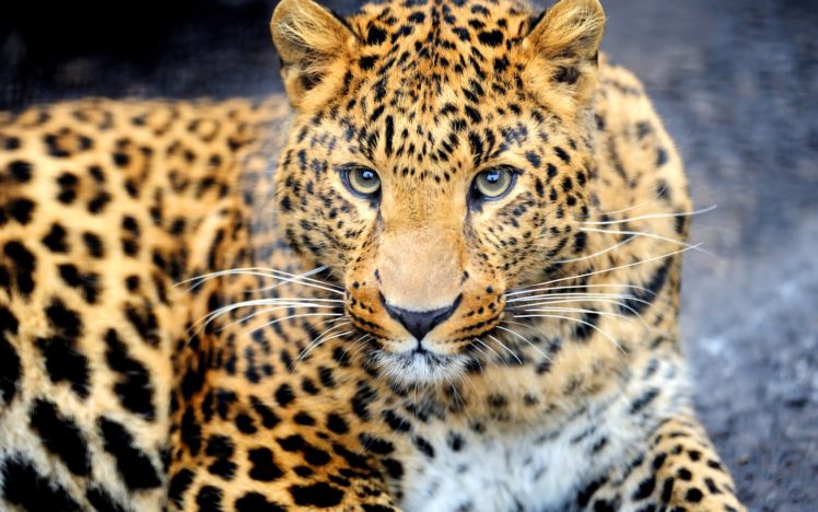 predator, Animal, Leopard HD Wallpaper Desktop Background