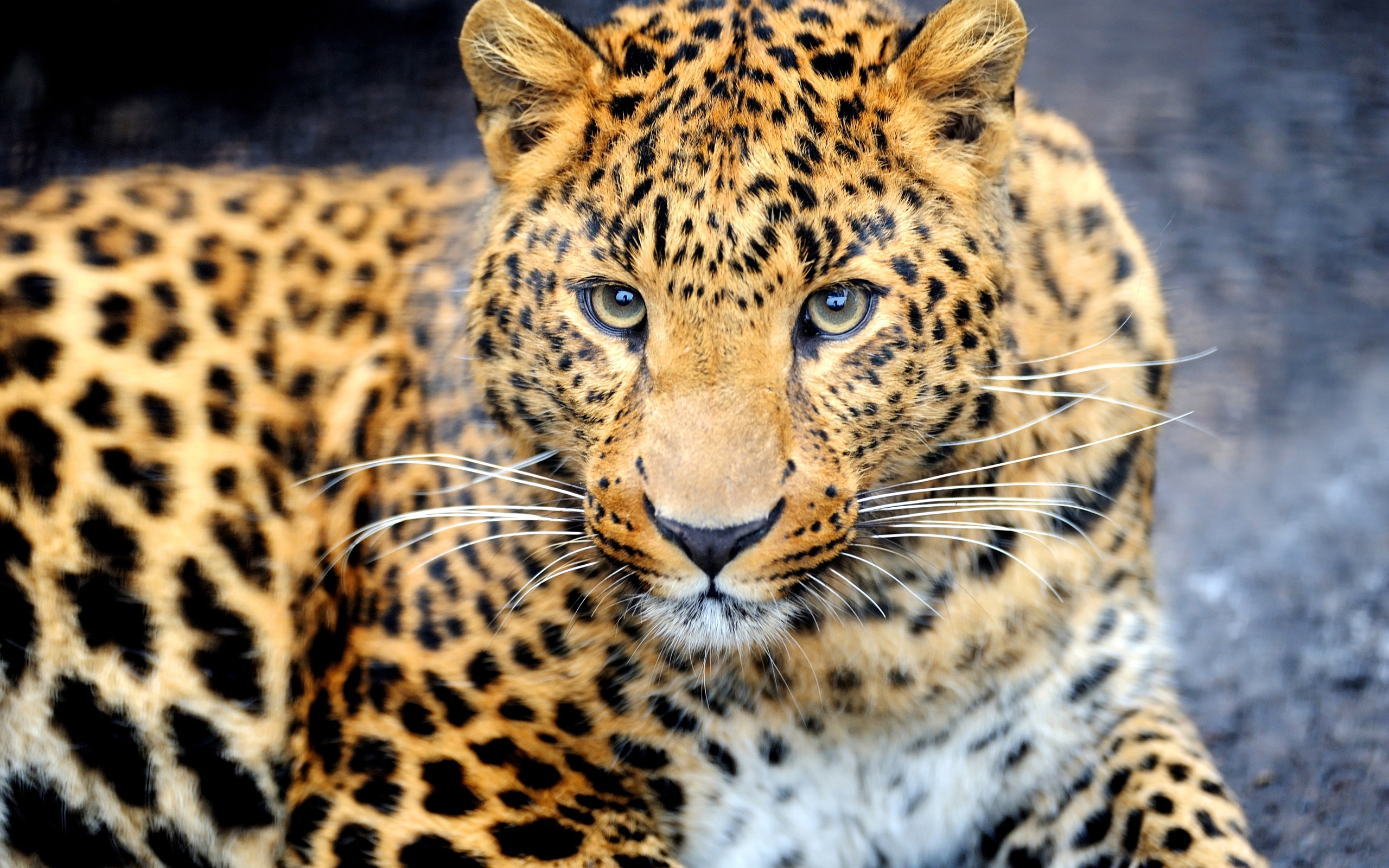 predator, Animal, Leopard Wallpaper