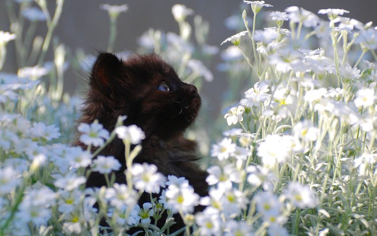black, Flowers, Cats, Blue, Eyes, Kittens HD Wallpaper Desktop Background