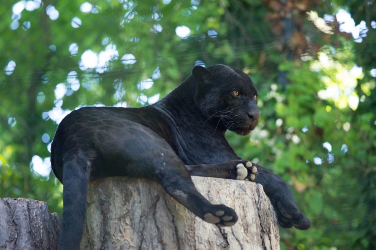 jaguar, Panther, Wild, Cat, Rest HD Wallpaper Desktop Background