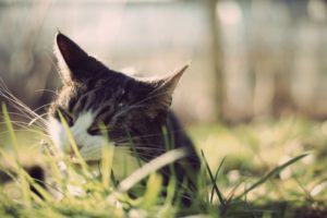 cats, Animals, Grass