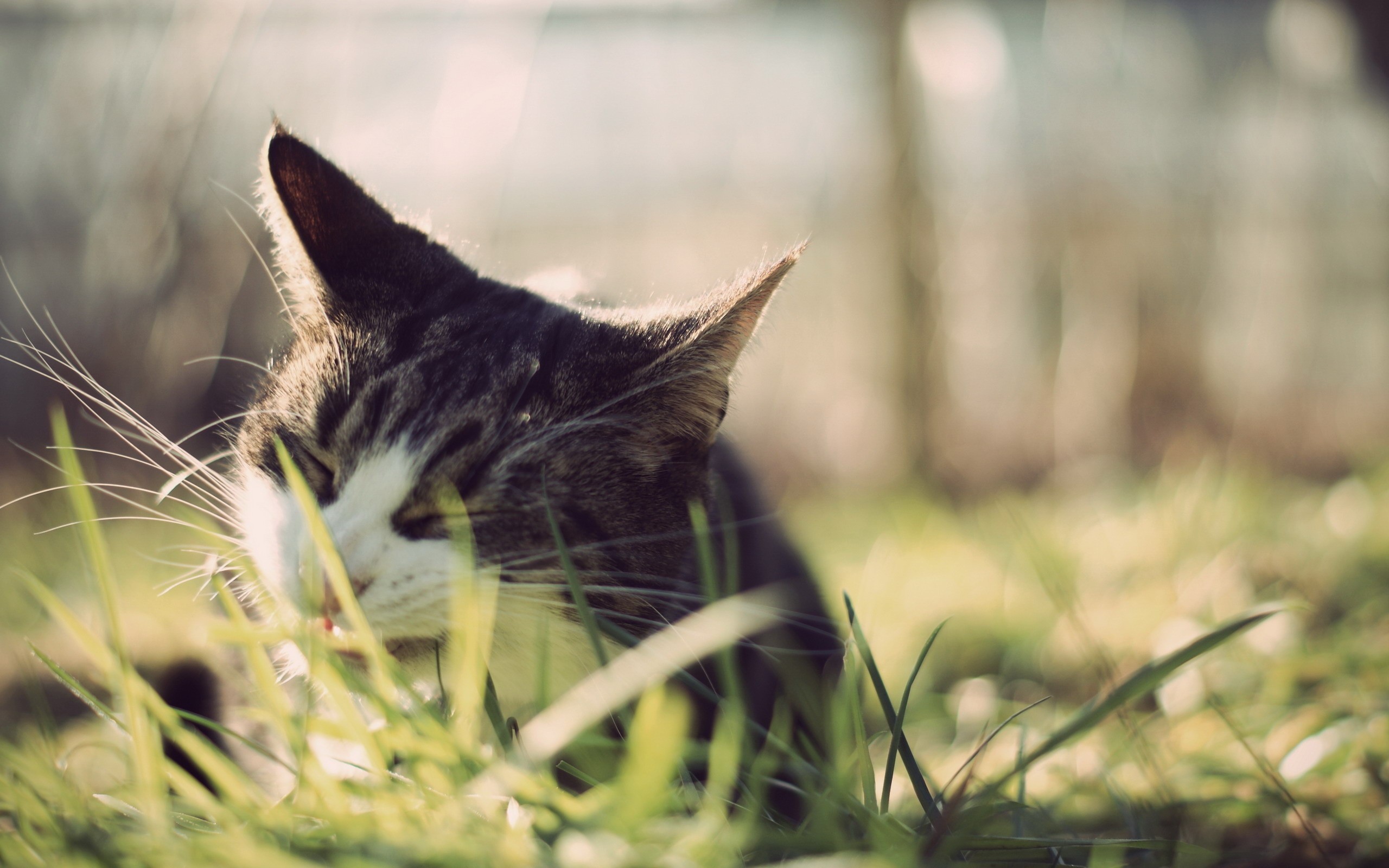 cats, Animals, Grass Wallpaper