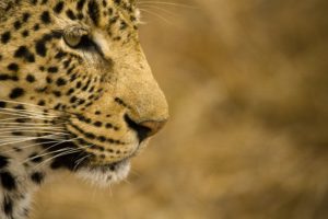 leopard, Wild, Cat, Face, Profile