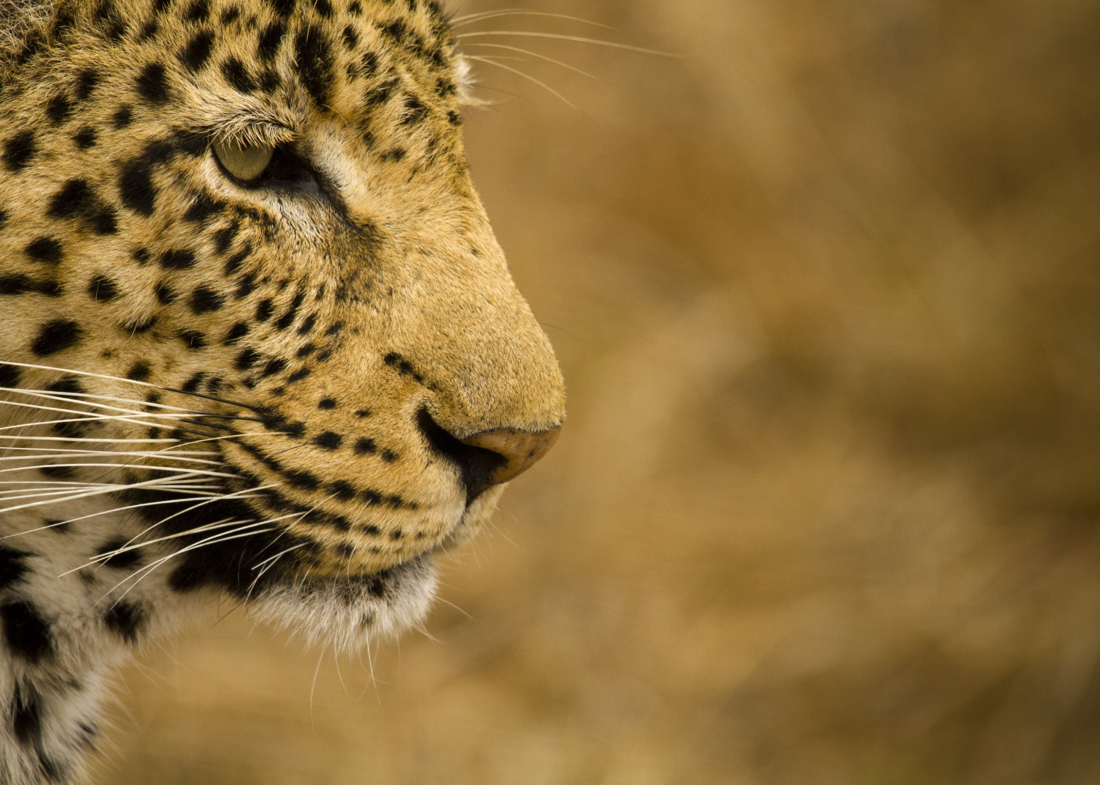 leopard, Wild, Cat, Face, Profile Wallpaper