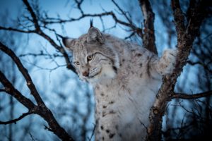 lynx, Wildcat