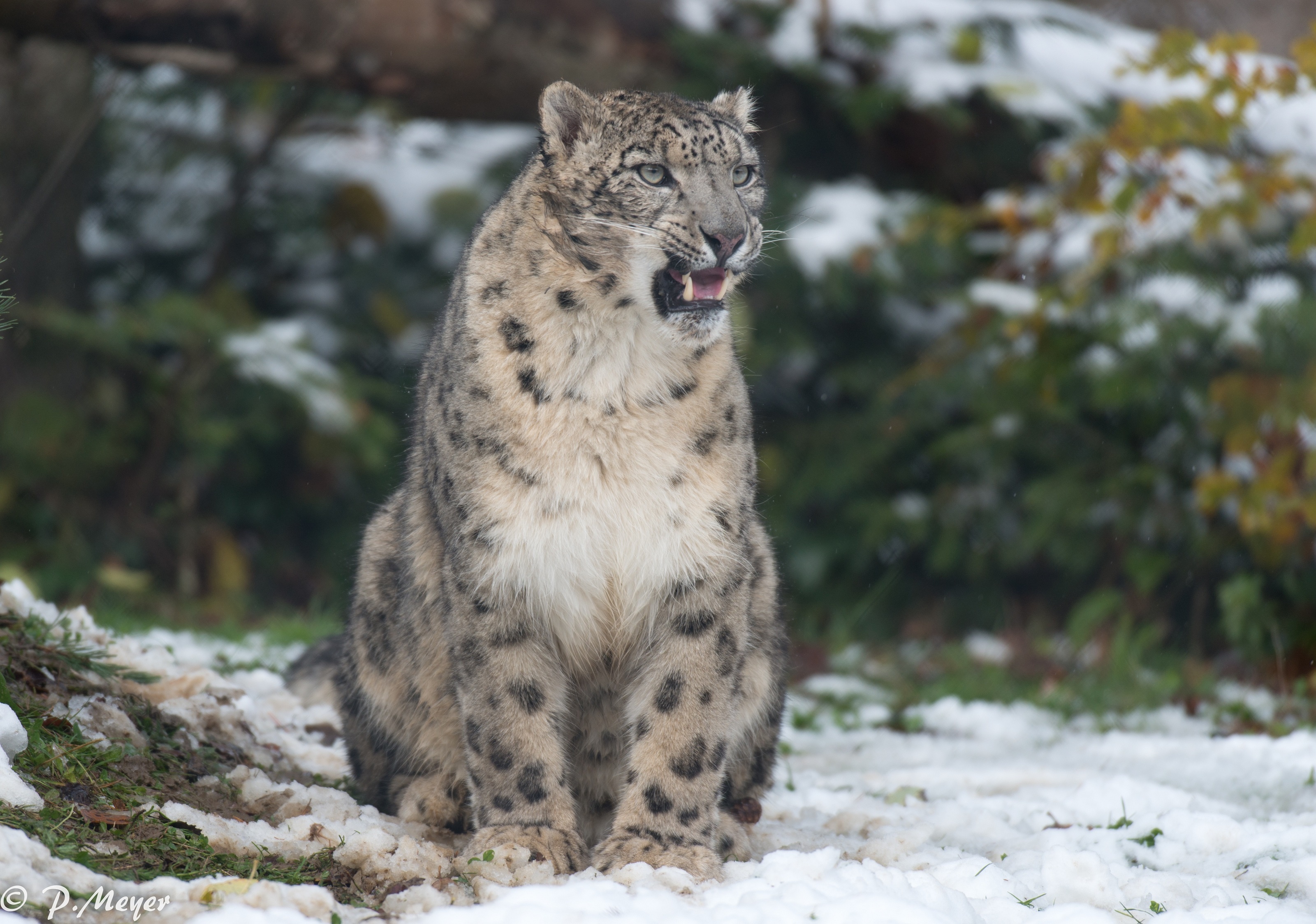 snow, Leopard, Wild, Cat Wallpapers HD / Desktop and Mobile Backgrounds