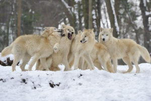 wolves, Pack, Snow, Winter, Wolf