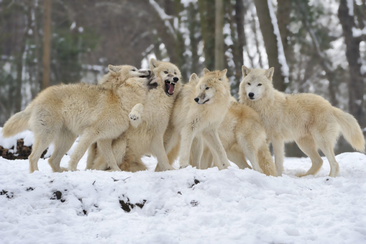 wolves, Pack, Snow, Winter, Wolf HD Wallpaper Desktop Background