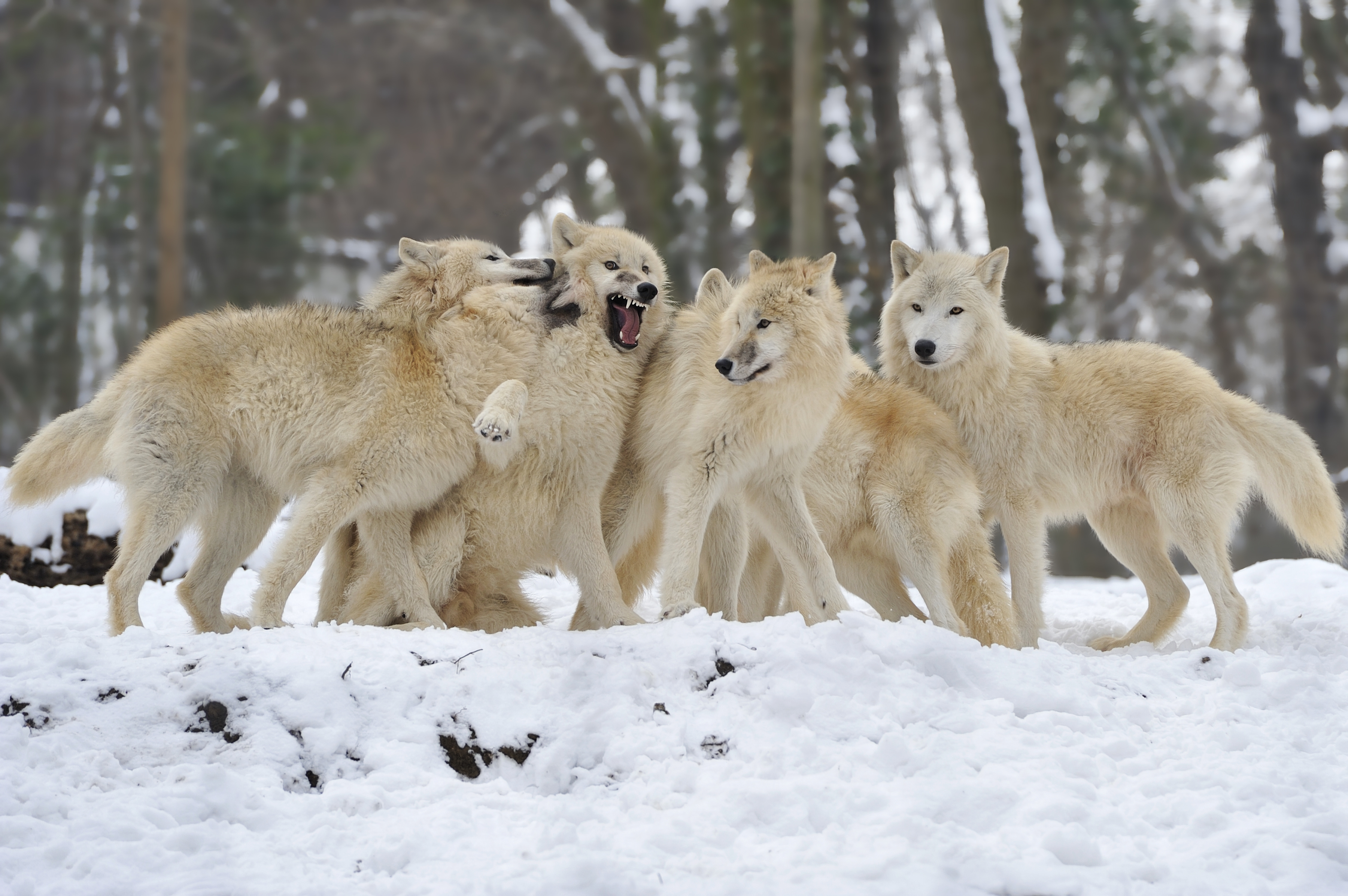 wolves, Pack, Snow, Winter, Wolf Wallpaper