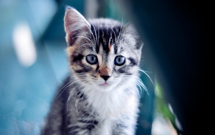 cute, Little, Kitten Wallpapers HD / Desktop and Mobile Backgrounds
