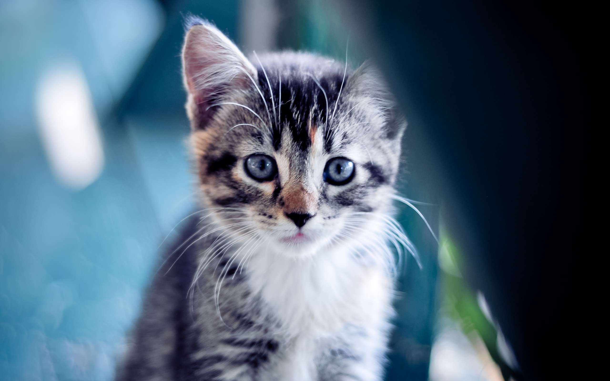 cute, Little, Kitten Wallpaper