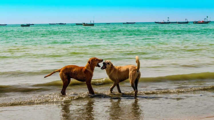 nature, Animals, Dogs, Beaches HD Wallpaper Desktop Background