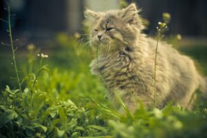 cat, Eating, Grass