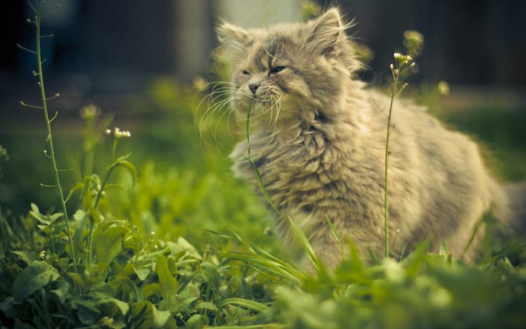 cat, Eating, Grass HD Wallpaper Desktop Background