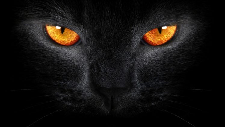 black, Cat HD Wallpaper Desktop Background