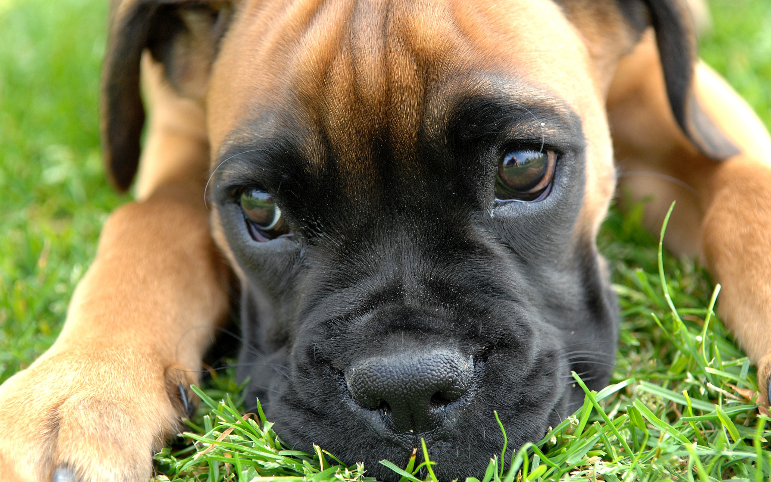 animals, Dogs, Boxer, Dog Wallpaper