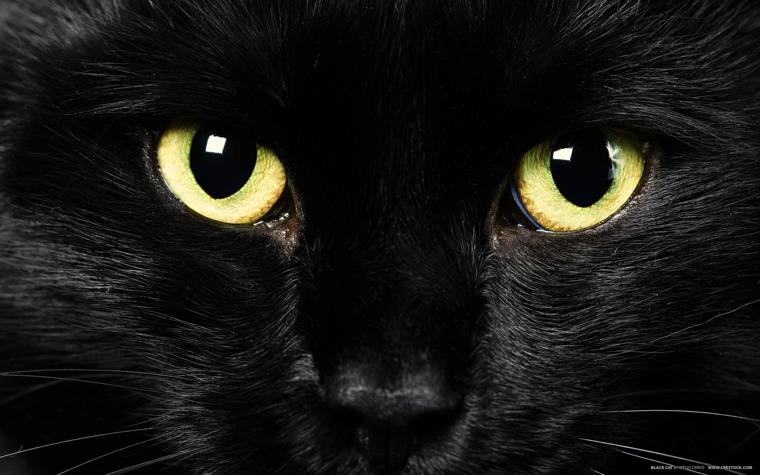 black, Cats, Animals Wallpaper