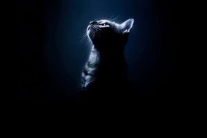 black, Cats, Animals, Silhouettes, Black, Background