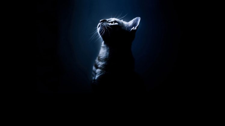 black, Cats, Animals, Silhouettes, Black, Background HD Wallpaper Desktop Background