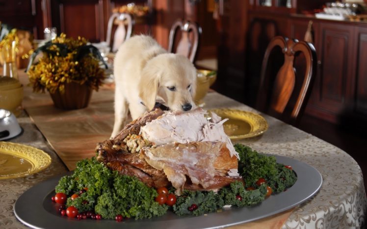 even, Puppy, Eats, Turkey, In, Thanksgiving HD Wallpaper Desktop Background