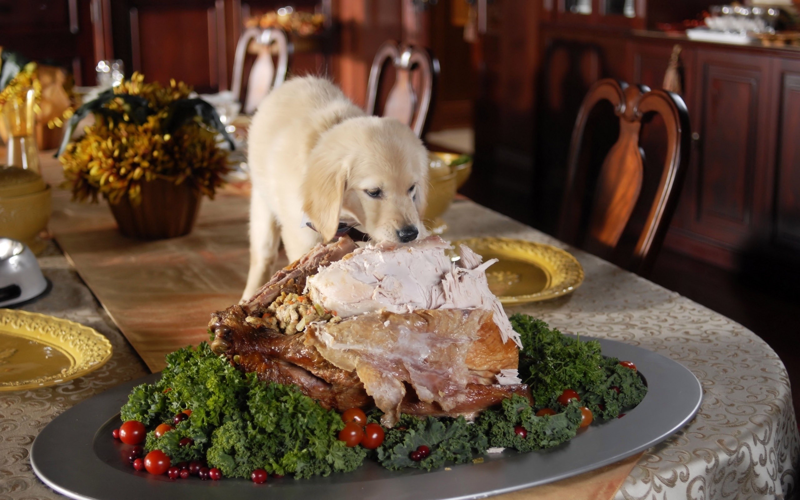 even, Puppy, Eats, Turkey, In, Thanksgiving Wallpaper