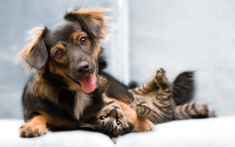 cats, Animals, Dogs, Kittens HD Wallpaper Desktop Background
