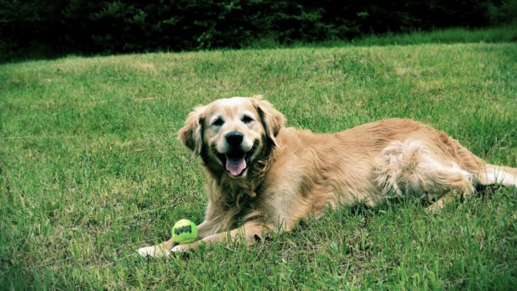 happy, Dogs, Golden, Retriever HD Wallpaper Desktop Background