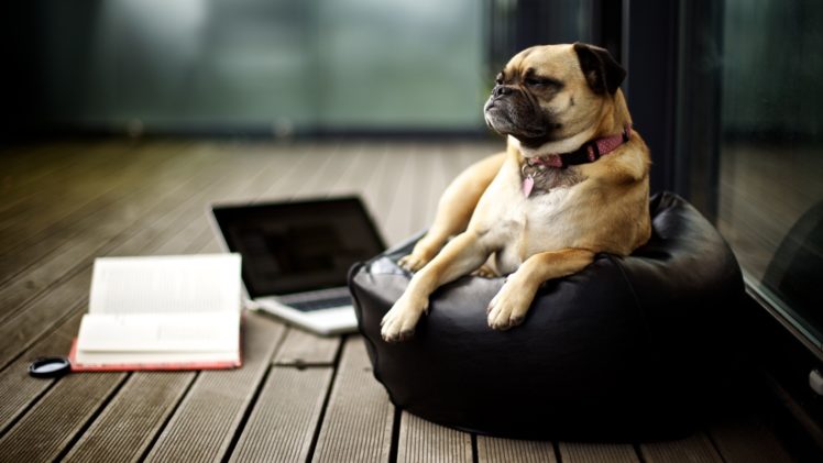 dogs, Pugs, Laptops, Pillows HD Wallpaper Desktop Background