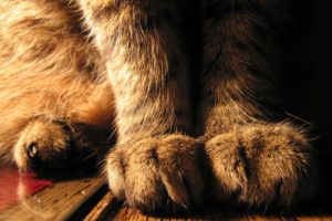 cats, Animals, Paws
