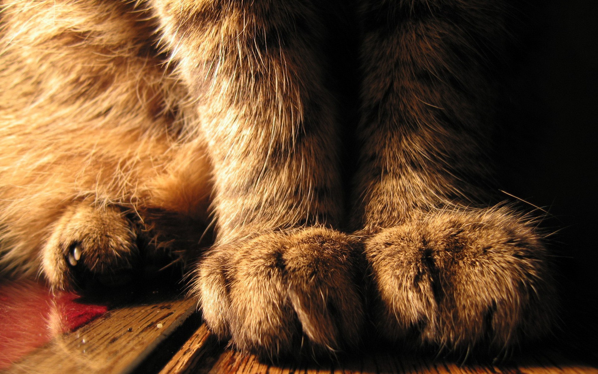cats, Animals, Paws Wallpaper