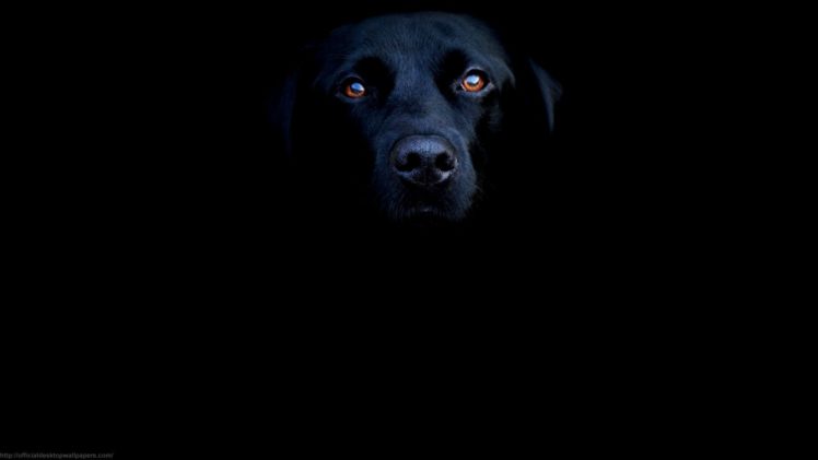 animals, Dogs, Canine HD Wallpaper Desktop Background