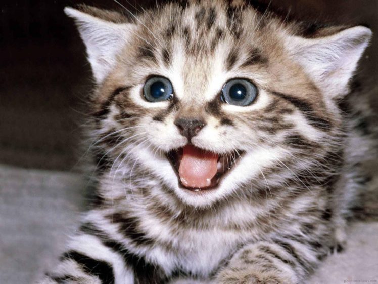 cats, Animals, Kittens, Faces HD Wallpaper Desktop Background
