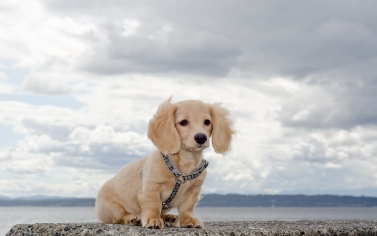 water, Clouds, Animals, Dogs, Outdoors, Pets HD Wallpaper Desktop Background