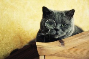 cats, Animals, Funny, Monocle, Funny, Animals