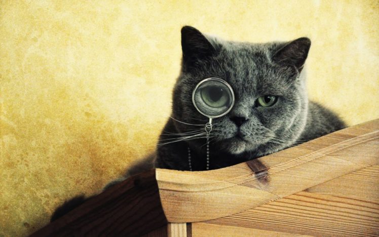 cats, Animals, Funny, Monocle, Funny, Animals HD Wallpaper Desktop Background