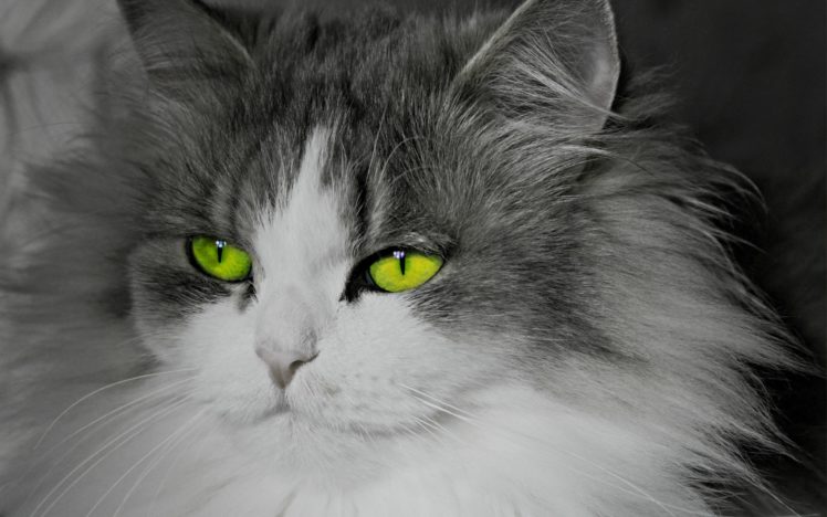 cats, Animals, Green, Eyes, Selective, Coloring HD Wallpaper Desktop Background