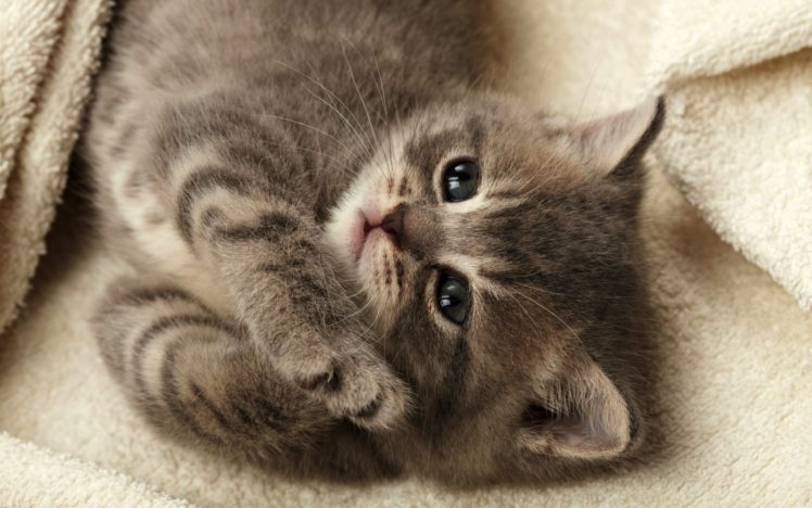 adorable, Kitten HD Wallpaper Desktop Background