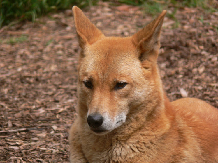 dingo, Dog, Canine HD Wallpaper Desktop Background
