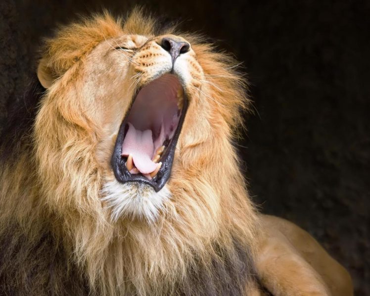 lion, Cat, Predator HD Wallpaper Desktop Background