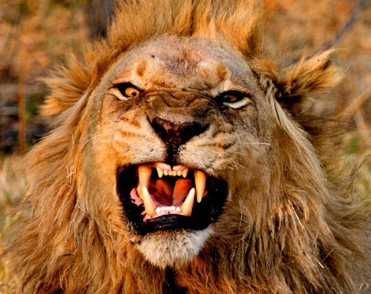 lion, Cat, Predator, Rw HD Wallpaper Desktop Background