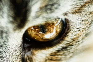 cat, Eye, Close up