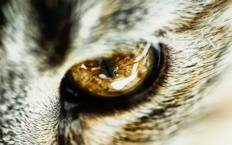 cat, Eye, Close up HD Wallpaper Desktop Background