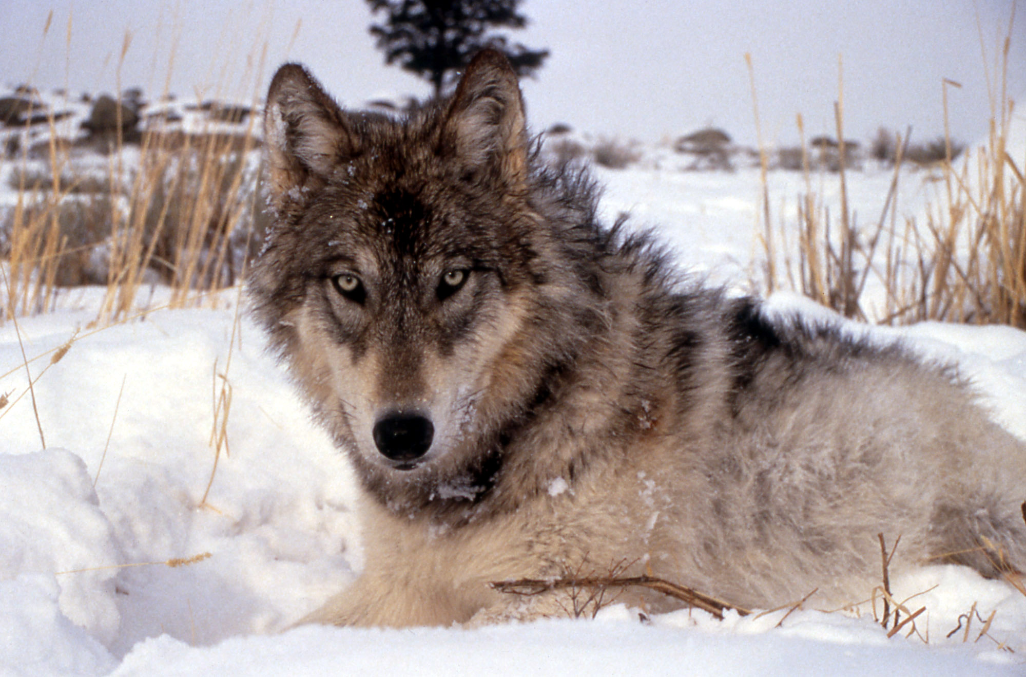 wolf, Wolves, Predator Wallpaper